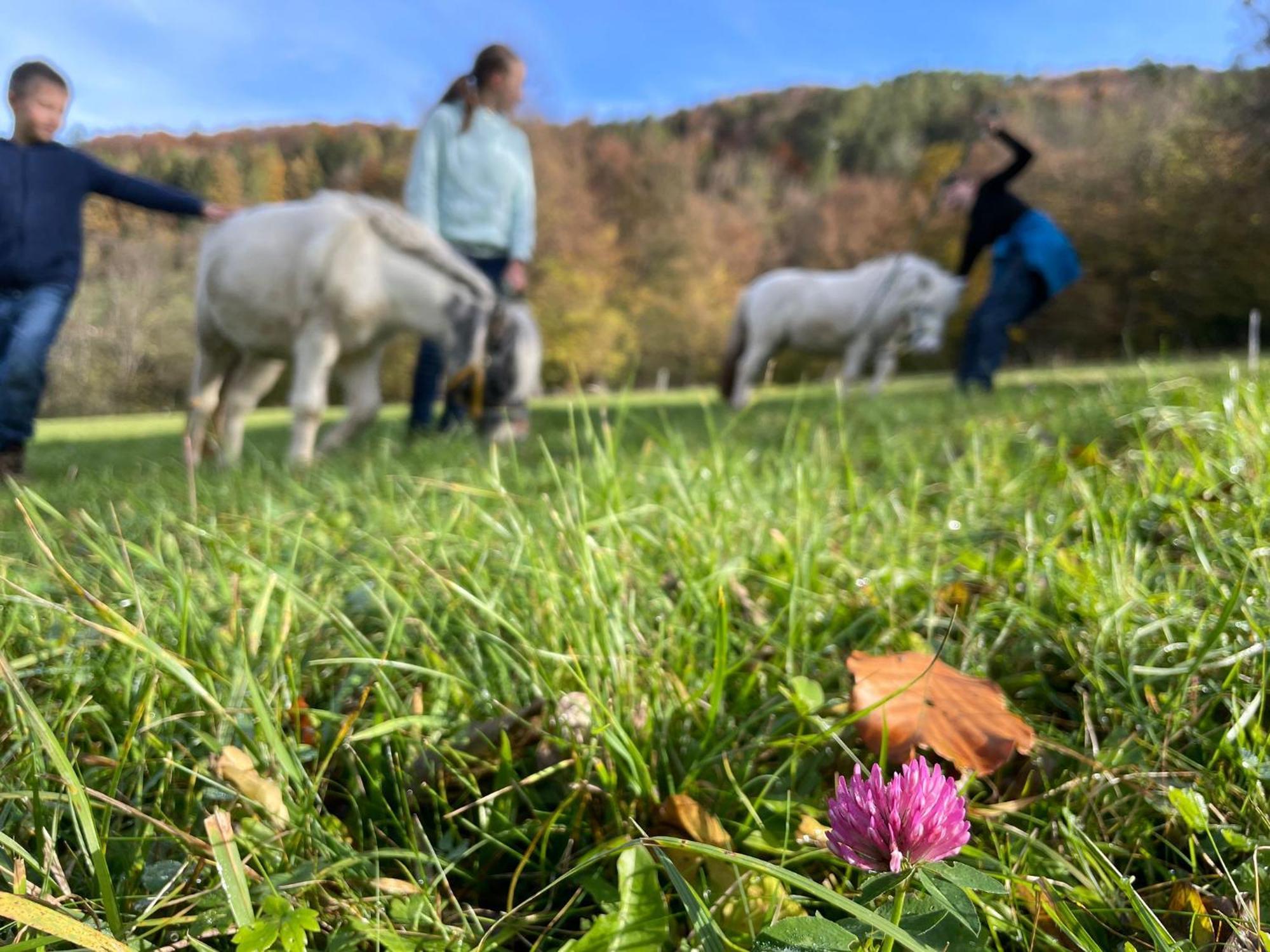 Buechlhof - App. Breitenstein Lilienfeld Exteriör bild
